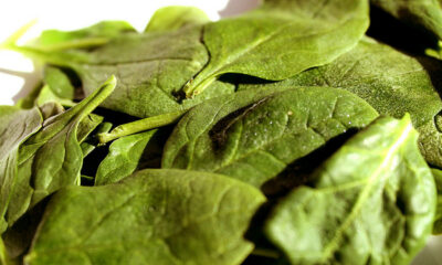 Ecco gli spinaci con besciamella da fare al forno