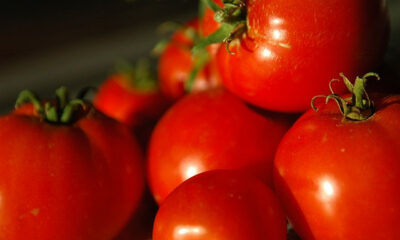 I pomodori ripieni con mollica, ecco la ricetta facile