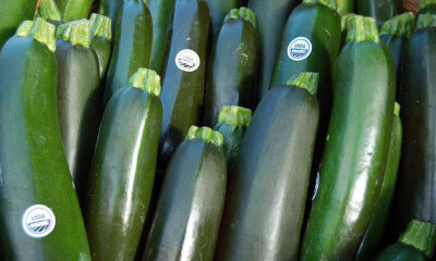 Le zucchine gratinate con il Bimby, ecco come si preparano