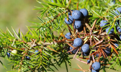 Il ginepro in cucina: come usare i frutti nero-bluastri nelle ricette