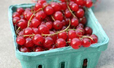 La torta ribes e cioccolato per il dessert facile e goloso