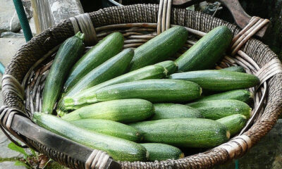 Le zucchine al forno con besciamella e prosciutto per un secondo ricco