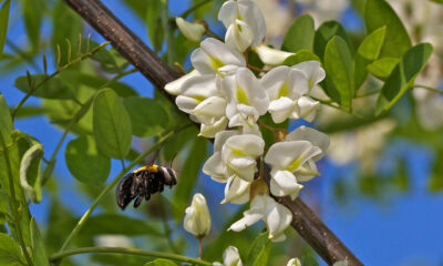 La marmellata ai fiori di acacia con la ricetta originale