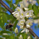 La marmellata ai fiori di acacia con la ricetta originale