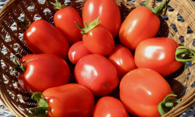 I pomodori alla griglia con pangrattato con la ricetta veloce