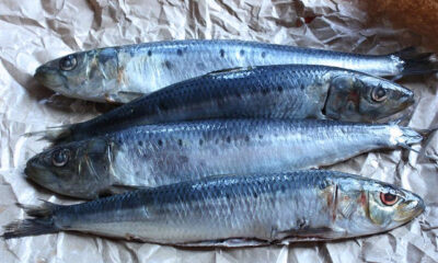 Le sarde al forno con la ricetta light perfette per la dieta