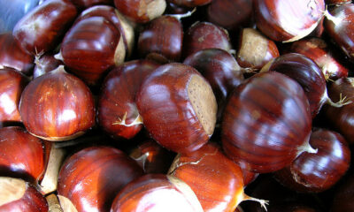 Le castagne secche al vino rosso con la ricetta sfiziosa