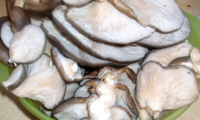 Come preparare le cotolette di funghi pleurotus