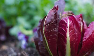 Ecco la pasta al radicchio e noci con la ricetta vegan