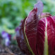 Ecco la pasta al radicchio e noci con la ricetta vegan