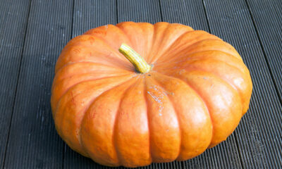 Ecco la zucca in agrodolce con la ricetta per il Bimby