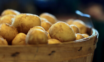 torta patate Garfagnana ricetta tipica