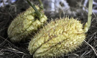 Le zucchine spinose ripiene da preparare per cena