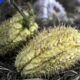 Le zucchine spinose ripiene da preparare per cena