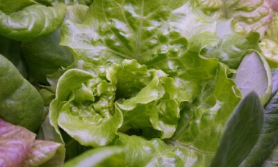 Radicchio verde bollito