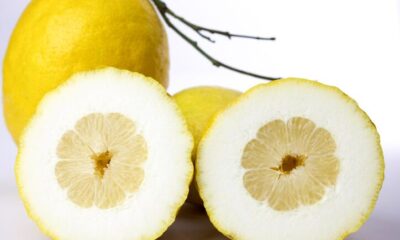 Insalata di limoni procidana, la ricetta sfiziosa